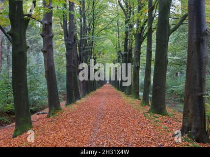 Langer, gerader Weg durch einen Buchenwald im Herbst Stockfoto