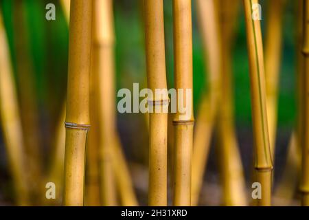 Abstraktes Foto von Bambussprossen Stockfoto