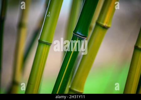 Abstraktes Foto von Bambussprossen Stockfoto