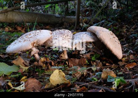 Chlorophyllum rhacodes - Shaggy Parasol - Pilz im Boden unter einer Waldhecke in England, Großbritannien Stockfoto