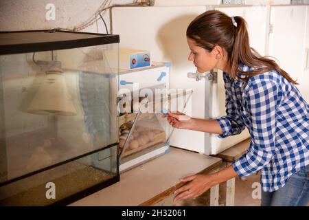 Frau überwacht die Reifung der Eier im Brutschrank. Wachsende Hühner in einem Brutkasten. Stockfoto