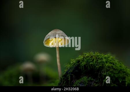 Fantasy-Pilze glühen in einem dunklen magischen verzauberten Wald. Stockfoto