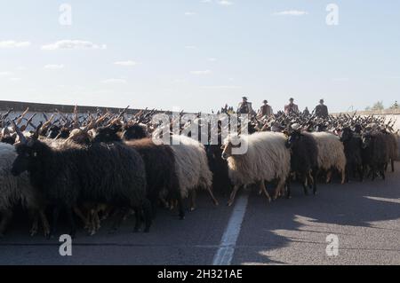 Hortobagy, Budapest. Okt. 2021. Hirten in traditioneller Kleidung führen eine Herde Racka-Schafe durch eine Brücke während der Feier des Endes der Weidezeit, die am 24. Oktober 2021 in der Großen Ungarischen Ebene in Hortobagy, dem Stadtteil Budapest, Ungarn, stattfand. Quelle: Attila Volgyi/Xinhua/Alamy Live News Stockfoto