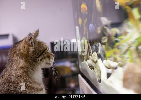 Katze und Fische, Katze beobachten Blick auf Aquarienfische. Stockfoto