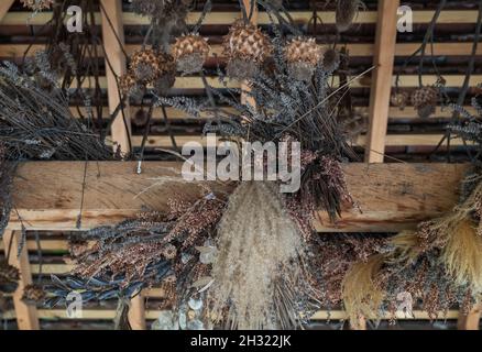 Getrocknete Pflanzen, die im Herbst von einem Dach in den RHS Wisley Gardens, Surrey, Großbritannien, hängen Stockfoto