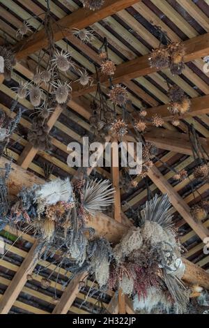 Getrocknete Pflanzen, die im Herbst von einem Dach in den RHS Wisley Gardens, Surrey, Großbritannien, hängen Stockfoto