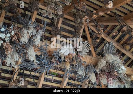 Getrocknete Pflanzen, die im Herbst von einem Dach in den RHS Wisley Gardens, Surrey, Großbritannien, hängen Stockfoto