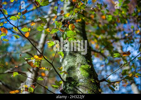 Bunte Buche im Frühling Stockfoto
