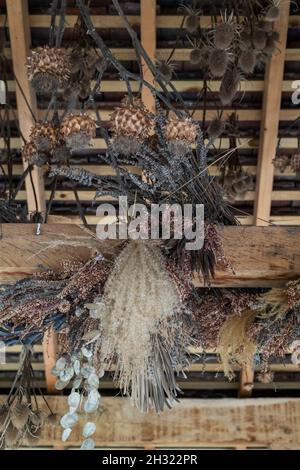 Getrocknete Pflanzen, die im Herbst von einem Dach in den RHS Wisley Gardens, Surrey, Großbritannien, hängen Stockfoto