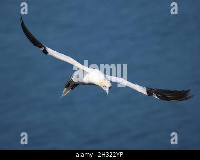 Tölpel nutzen den Wind zu ihrem Vorteil bei der Landung und dem Flug ins Meer, um sich zu ernähren, indem sie ihre Flügel zurückklappen und tauchen, um Fischbeute zu fangen. Stockfoto