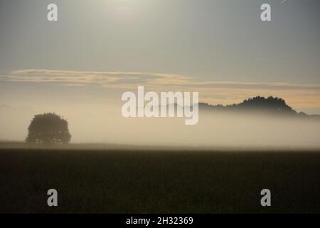Ein einsamer Baum im Nebel, der vom Vollmond erleuchtet wird Stockfoto