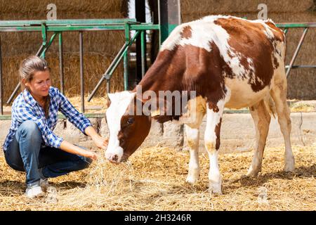 Farmerin, die Kalb füttert Stockfoto