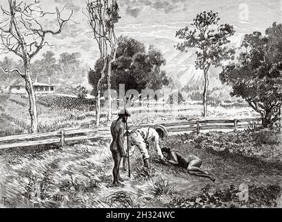 Verletztes schwarzes australisches indigenes Mädchen. Queensland, Australien. Alte gravierte Illustration aus dem 19. Jahrhundert, Reise nach Nordostaustralien von Carl Lumholtz 1880-1884 aus Le Tour du Monde 1889 Stockfoto