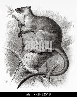 Dendrolagus lumholtzi ist eine Art von Diprotodont marsupial in der Familie der Macropodidae. Es ist ein Baumkänguru, das in den Regenwäldern des Atherton Plateau in Queensland, Australien, lebt. Alte gravierte Illustration aus dem 19. Jahrhundert, Reise nach Nordostaustralien von Carl Lumholtz 1880-1884 aus Le Tour du Monde 1889 Stockfoto