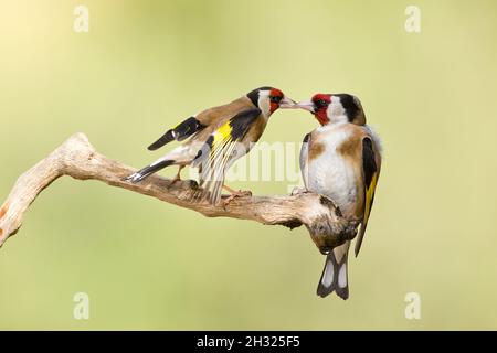 Ein paar europäische Goldfinken (Carduelis carduelis), die auf einem Zweig thronen, wurden im April in Israel fotografiert Stockfoto