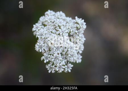 Australische weiße einheimische Blume, die an der Ostküste als „Long Leaf Bush Smoke“ bezeichnet wird Stockfoto