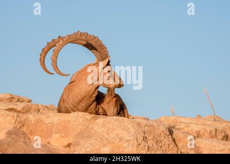 Großer, beeindruckender männlicher Nubischer Steinbock (Capra ibex nubiana aka Capra nubiana), fotografiert in Israel, Wüste Negev im Oktober Stockfoto