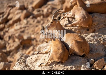 Weiblicher Nubischer Steinbock (Capra ibex nubiana aka Capra nubiana), der sich um ihre Jungen kümmert, fotografiert im Oktober in Israel in der Negev-Wüste Stockfoto