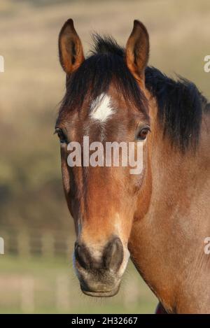 Eine Vollkopfaufnahme eines in Irland gezüchteten Lorbeerpferdes mit einem weißen Stern und einer mehligen Schnauze. Suffolk, Großbritannien Stockfoto