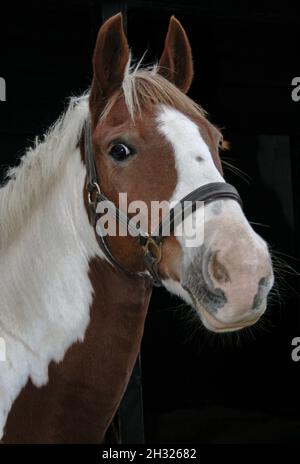 Eine Nahaufnahme des Kopfes eines Kastanien-und weißen Pony , trägt einen Leder-Kopfkragen auf . Aufgenommen mit einem schwarzen Hintergrund Suffolk, Großbritannien Stockfoto