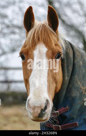 Eine Nahaufnahme des Kopfes eines Kastanien- und weißen Ponys. Er trägt einen Weichenteppich, um sich auf dem Feld warm zu halten. Suffolk, Großbritannien Stockfoto