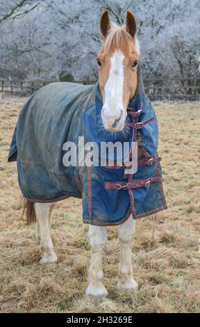 Bereit für den Winter - Ein spießköpfiger Pferd stellte sich auf dem Feld in seinem vollen Teppich. Das Wetter ist frostig und kalt. Suffolk, Großbritannien Stockfoto