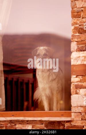 Großer Hund sitzt auf der Fensterbank hinter Glasfenster mit Spiegelung und Wand Stockfoto