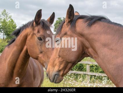 Zwei passende Lorbeerpferde, die besten Freunde und Gefährten, kamen glücklich auf die Wiese. Suffolk, Großbritannien Stockfoto