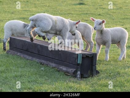 Einige energiegeladene Lämmer folgen dem Anführer und üben ihre Fähigkeiten im Langlauf. Suffolk, Großbritannien. Stockfoto