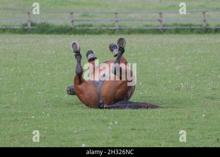 Eine Rückansicht eines Lorbeerpferdes, das auf dem Grasfeld herunterkommt und rollt. Zeigt deutlich den Bauch und die Innenseite der Hufe. Suffolk.Uk Stockfoto