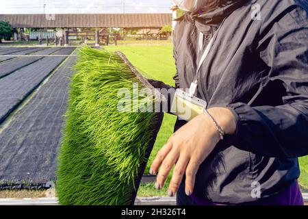 Junger Reis sprießt bereit, im Reisfeld zu wachsen. Farmer verpflanzt Reissämlinge. Duftende Jasminreis-Sämlinge Vorbereitung für die Pflanzung. Modder Stockfoto