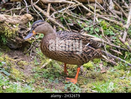 Eine wilde weibliche Mallard-Ente (Anas platyrhynchos) in einer grasbewachsenen natürlichen Umgebung. Suffolk.UK Stockfoto