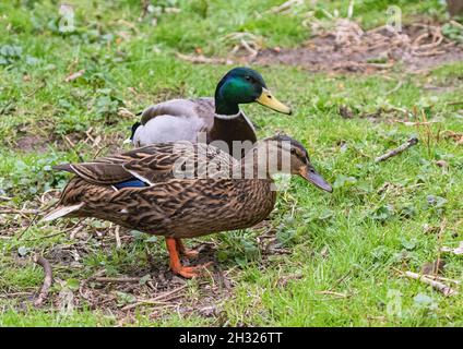 Ein Paar wilder Mallard-Enten (Anas platyrhynchos) in einer grasbewachsenen natürlichen Umgebung. Suffolk.UK Stockfoto