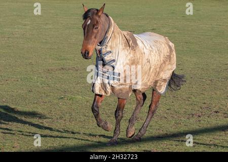 Ein Lorbeerpferd stellte sich in einem Feld heraus, das zeigt, wie man seinen Turn Out Teppich schön und schlammig bekommt. Suffolk Uk Stockfoto