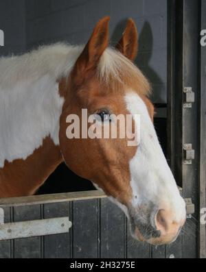 Eine Nahaufnahme des Kopfes einer Art Kastanie und weißen Pony in seinem Stall. Suffolk, Großbritannien Stockfoto