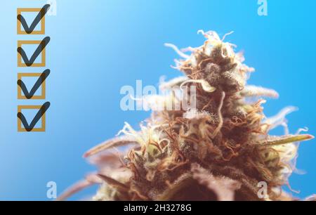 Nahaufnahme einer Marihuanaknospe auf blauem Hintergrund. Blühendes medizinisches Marihuana in Innenräumen. Die Pflanze ist bereit für die Ernte. Stockfoto