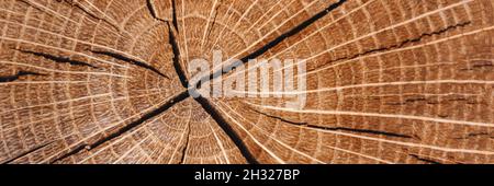 Banner mit Holzstruktur. Der gefällte Rundbaum ist in Nahaufnahme mit jährlichen radialen Ringen und Rissen aus der Mitte dargestellt. Speicherplatz kopieren. Stockfoto