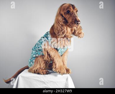 Cocker Spaniel Hund mit Kleidung Stockfoto