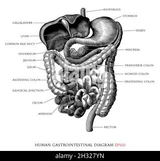 Menschliches Magen-Darm-System Diagramm Hand zeichnen Vintage Gravur Stil schwarz und weiß Clipart isoliert auf weißem Hintergrund Stock Vektor