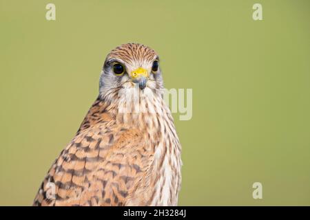 Porträt eines jungen Kestrel-Weibchens (Falco tinnunculus), das auf einem Barsch ruht. Stockfoto