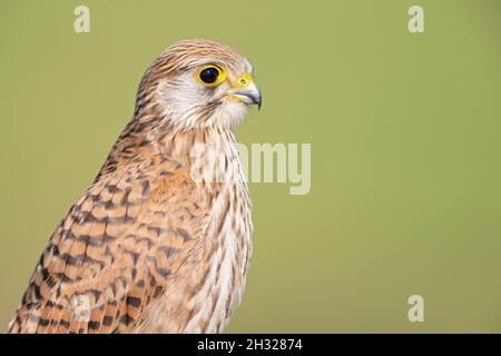 Porträt eines jungen Kestrel-Weibchens (Falco tinnunculus), das auf einem Barsch ruht. Stockfoto