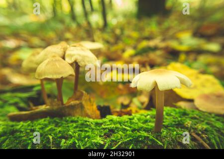 Wilde Pilze im Wald wachsen auf grünem Moos, Herbstansicht Stockfoto