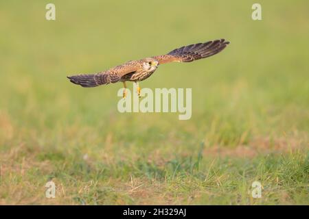 Ein gewöhnlicher Turmfalken (Falco tinnunculus) im Flug. Stockfoto