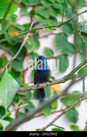 Männlicher Palästina-Sonnenvögel oder nördlicher Orangetufted Sunbird (Cinnyris oseus), fotografiert im Oktober in Israel Stockfoto