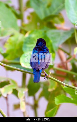 Männlicher Palästina-Sonnenvögel oder nördlicher Orangetufted Sunbird (Cinnyris oseus), fotografiert im Oktober in Israel Stockfoto