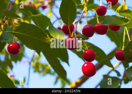 Reife rote Beeren hängen an den Zweigen eines Obstbaums. Reife Kirschen. Stockfoto