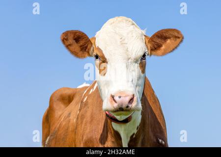 Kuhkopf, rot mit einem Augenfleck, hübsch und frech, freundlicher Ausdruck, blassblauer Himmel Stockfoto