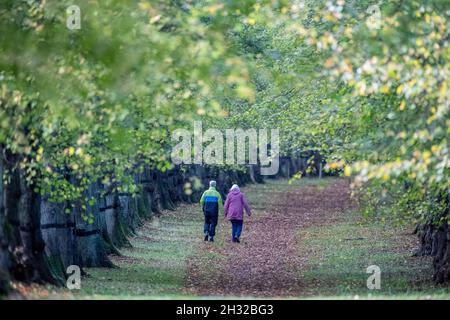 Clumber Park, Nottinghamshire, England, Großbritannien. Oktober 2021. Wetter in Großbritannien. Menschen genießen ihren Herbstmorgen beim Training entlang der Lime Tree Avenue im Clumber Park, Nottinghamshire, England. Kredit: Alan Keith Beastall/Alamy Live Nachrichten Stockfoto