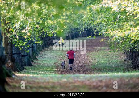 Clumber Park, Nottinghamshire, England, Großbritannien. Oktober 2021. Wetter in Großbritannien. Menschen genießen ihren Herbstmorgen beim Training entlang der Lime Tree Avenue im Clumber Park, Nottinghamshire, England. Kredit: Alan Keith Beastall/Alamy Live Nachrichten Stockfoto