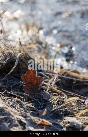 Am frühen Morgen ein Eichenblatt mit trockenem Gras bedeckt mit Frost am Ufer eines eisigen Teiches Stockfoto